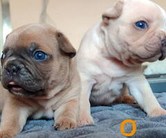 Francuski BULDOG stenci Dobrodošli u odgajivačnicu King of French Bulldog – High Standard | Niš, Srb