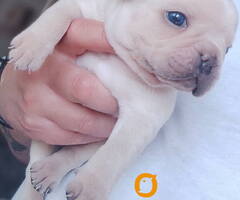 Francuski BULDOG stenci Dobrodošli u odgajivačnicu King of French Bulldog – High Standard | Niš, Srb