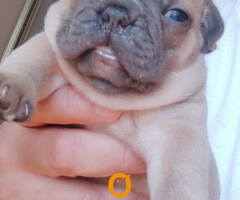 Francuski BULDOG stenci Dobrodošli u odgajivačnicu King of French Bulldog – High Standard | Niš, Srb