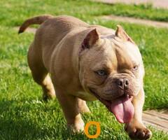 American bully exotic štenci