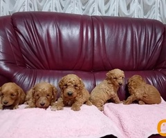 Maltipoo stenci