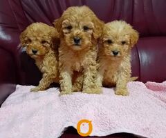 Maltipoo stenci