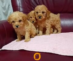 Maltipoo stenci