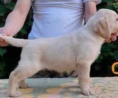 Štenci LABRADOR retrivera