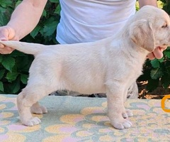 Štenci LABRADOR retrivera