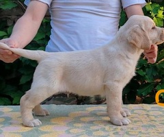 Štenci LABRADOR retrivera