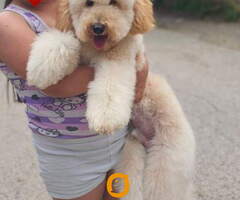 U ponudi srednja apricot PUDLA, star 6,5 meseci