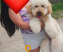 U ponudi srednja apricot PUDLA, star 6,5 meseci