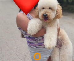 U ponudi srednja apricot PUDLA, star 6,5 meseci