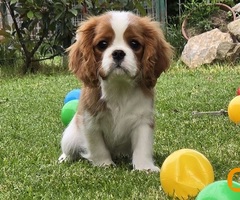 Cavalir king Charles spaniel štene vrhunskog kvaliteta