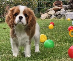 Cavalir king Charles spaniel štene vrhunskog kvaliteta