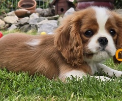 Cavalir king Charles spaniel štene vrhunskog kvaliteta