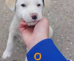 Žensko štene mešanca labradora na poklon