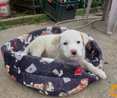 Žensko štene mešanca labradora na poklon