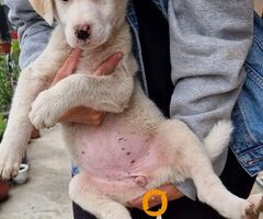 Žensko štene mešanca labradora na poklon