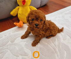 TOY PUDLE