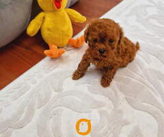 TOY PUDLE