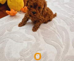 TOY PUDLE