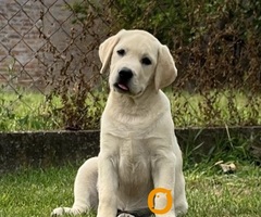 Labrador retriver ženkice