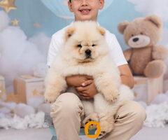 CHOW CHOW zensko stene