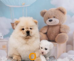 CHOW CHOW zensko stene
