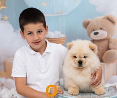 CHOW CHOW zensko stene