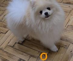 Pomeranac, prelepi Boo štenci