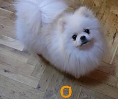Pomeranac, prelepi Boo štenci