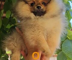 Pomeranac, prelepi Boo štenci