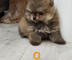 Prelepi Boo medvedici
