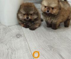 Prelepi Boo medvedici