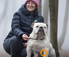Engleski buldog