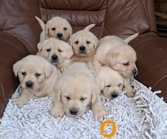 Labrador retriver štenci bele boje