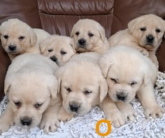 Labrador retriver štenci bele boje