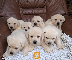 Labrador retriver štenci bele boje