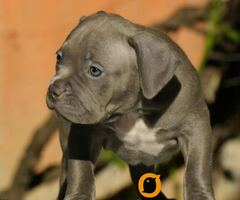 American bully (Američki buli)