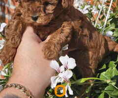 Teddy bear toy PUDLE