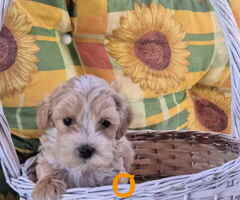 Dostupni za preuzimanje MALTIPOO