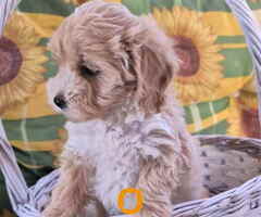 Dostupni za preuzimanje MALTIPOO