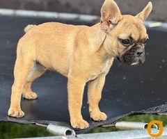 Francuski buldog