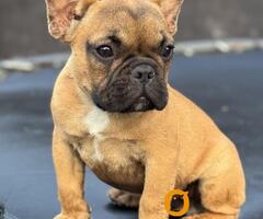 Francuski buldog