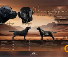 Na prodaju stenci Labrador retriver