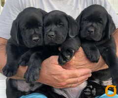 Na prodaju stenci Labrador retriver