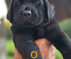 Na prodaju stenci Labrador retriver