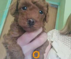 Crvena toy pudla