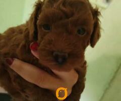 Crvena toy pudla