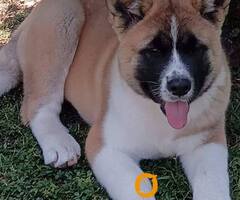 Američka Akita, žensko štene