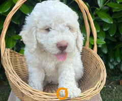 Stenci rase Lagotto Romagnolo, stari 2 meseca