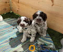Stenci rase Lagotto Romagnolo, stari 2 meseca