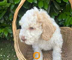 Stenci rase Lagotto Romagnolo, stari 2 meseca